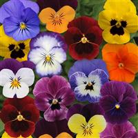 Sorbet® XP Autumn Select Mixture Viola Bloom