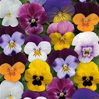 Sorbet® XP Spring Select Mixture Viola Bloom