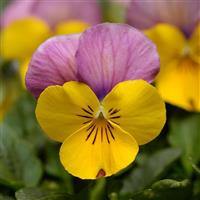 Sorbet® XP Yellow Pink Jump Up Viola Bloom