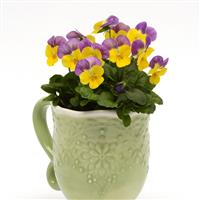 Sorbet® XP Yellow Pink Jump Up Viola Container