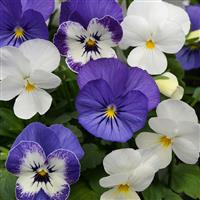 Sorbet® XP Blueberry Sundae Mixture Viola Bloom
