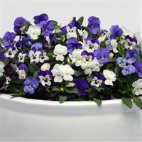 Sorbet® XP Blueberry Sundae Mixture Viola Container