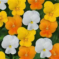 Sorbet® XP Citrus Mixture Viola Bloom