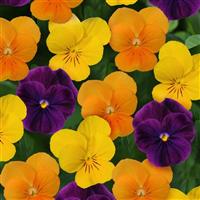 Sorbet® XP Harvest Mixture Viola Bloom