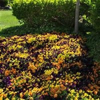 Sorbet® XP Harvest Mixture Viola Landscape
