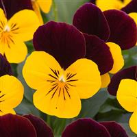 Sorbet® XP Yellow Burgundy Jump Up Viola Bloom