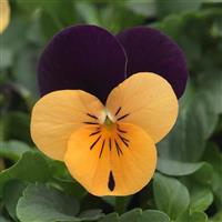 Sorbet® XP Orange Jump Up Improved Viola Bloom