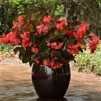 Megawatt™ Red Bronze Leaf Begonia Container