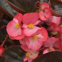 Megawatt™ Rose Bronze Leaf Begonia Bloom