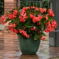 Megawatt™ Red Green Leaf Begonia Container