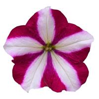 Easy Wave® Burgundy Star Spreading Petunia Bloom