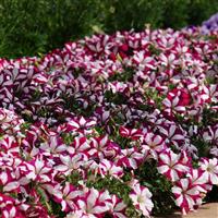 Easy Wave® Burgundy Star Spreading Petunia Commercial Landscape 1