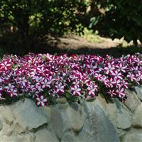Easy Wave® Burgundy Star Spreading Petunia Commercial Landscape 2
