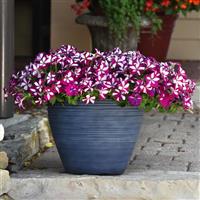 Easy Wave® Burgundy Star Spreading Petunia Container