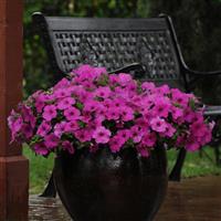 Easy Wave® Neon Rose Spreading Petunia Commercial Landscape 1