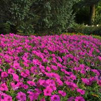 Easy Wave® Neon Rose Spreading Petunia Landscape