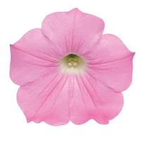 Easy Wave® Pink Spreading Petunia Bloom