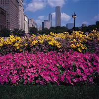Easy Wave® Pink Spreading Petunia Commercial Landscape 3