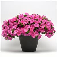 Easy Wave® Pink Spreading Petunia Container