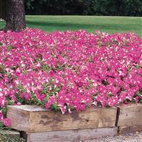 Easy Wave® Pink Spreading Petunia Landscape