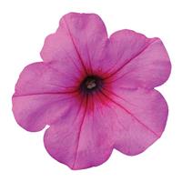 Easy Wave® Pink Passion Spreading Petunia Bloom