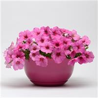 Easy Wave® Pink Passion Spreading Petunia Container