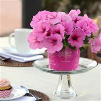 Easy Wave® Pink Passion Spreading Petunia Displays