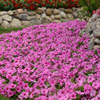 Easy Wave® Pink Passion Spreading Petunia Landscape