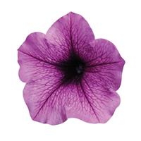 Easy Wave® Plum Vein Spreading Petunia Bloom