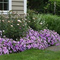 Easy Wave® Plum Vein Spreading Petunia Landscape