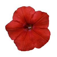 Easy Wave® Red Spreading Petunia Bloom