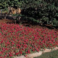 Easy Wave® Red Spreading Petunia Commercial Landscape 1