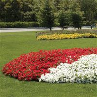 Easy Wave® Red Spreading Petunia Commercial Landscape 2