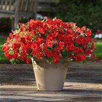 Easy Wave® Red Spreading Petunia Container