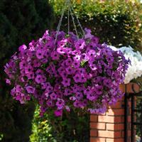 Easy Wave® Violet Spreading Petunia Basket