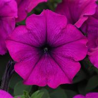 Easy Wave® Violet Spreading Petunia Bloom