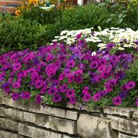 Easy Wave® Violet Spreading Petunia Commercial Landscape 1