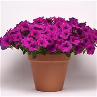Easy Wave® Violet Spreading Petunia Container