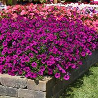 Easy Wave® Violet Spreading Petunia Landscape