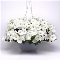 Easy Wave® White Spreading Petunia Basket