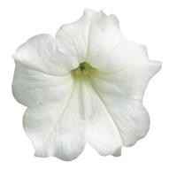 Easy Wave® White Spreading Petunia Bloom