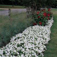 Easy Wave® White Spreading Petunia Commercial Landscape 1