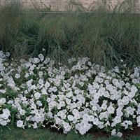 Easy Wave® White Spreading Petunia Commercial Landscape 2