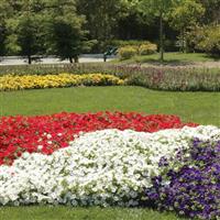 Easy Wave® White Spreading Petunia Commercial Landscape 3