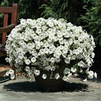 Easy Wave® White Spreading Petunia Container