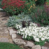 Easy Wave® White Spreading Petunia Landscape