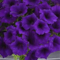 Easy Wave® Blue Improved Spreading Petunia Bloom