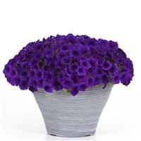 Easy Wave® Blue Improved Spreading Petunia Container