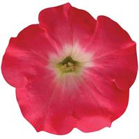 Easy Wave® Rosy Dawn Spreading Petunia Bloom