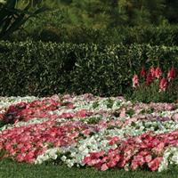 Easy Wave® Rosy Dawn Spreading Petunia Commercial Landscape 1